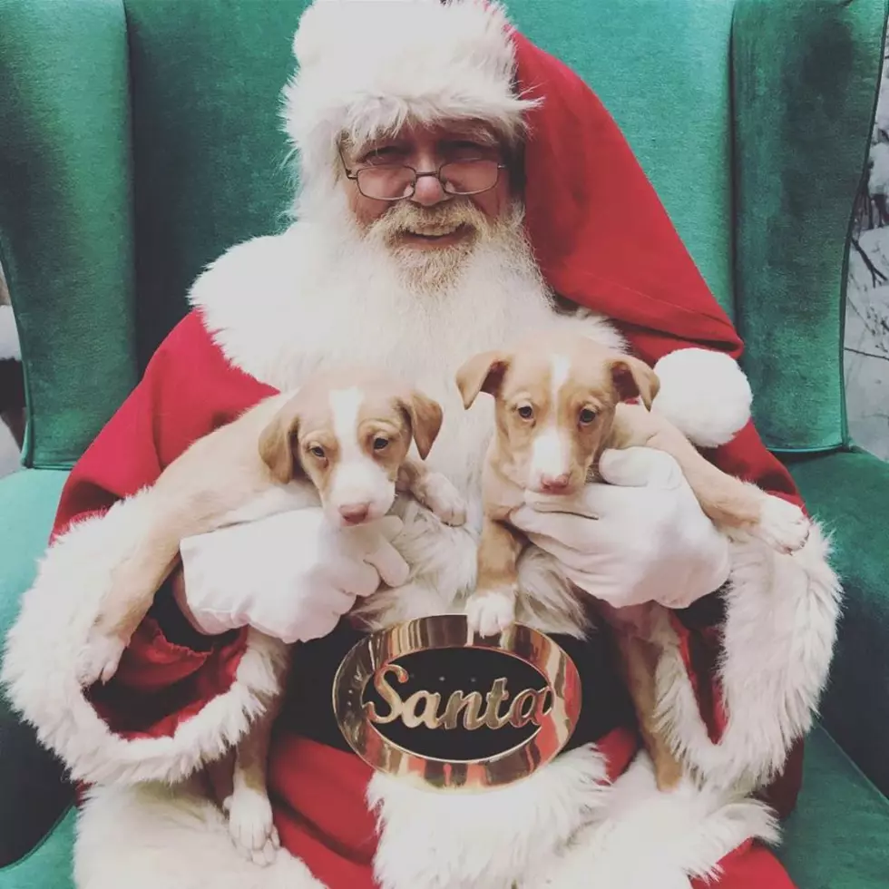 Family Pet Photos with Santa at the Dartmouth Mall