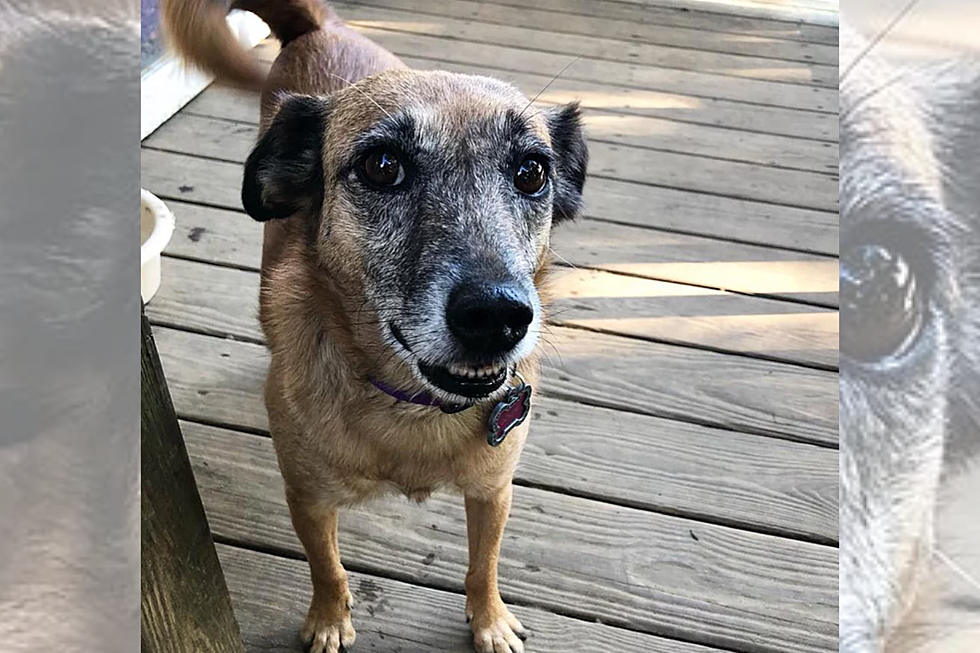 Meet Goldie, the Six-Year-Old Terrier Mix [CAUSE FOR PAWS]