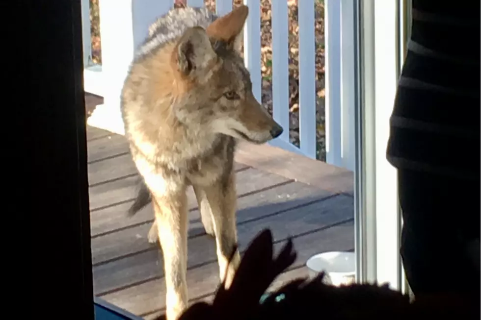 Westport Coyote Crashes Gazelle's Thanksgiving [VIDEO]
