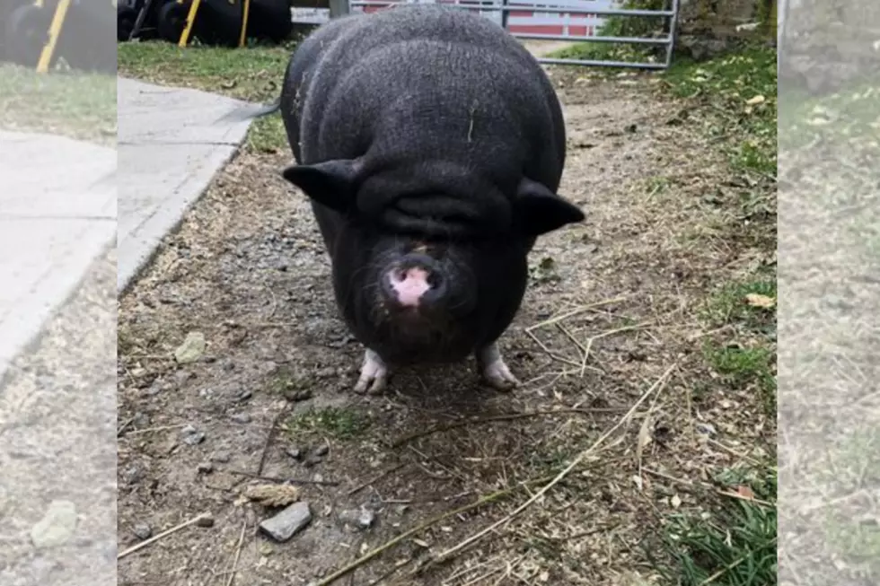 MSPCA Searching for Home for Amy, the Potbelly Pig