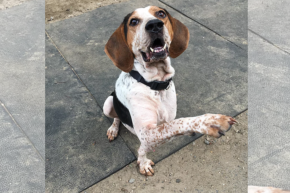 Meet Miranda, the Coonhound Mix [CAUSE FOR PAWS]