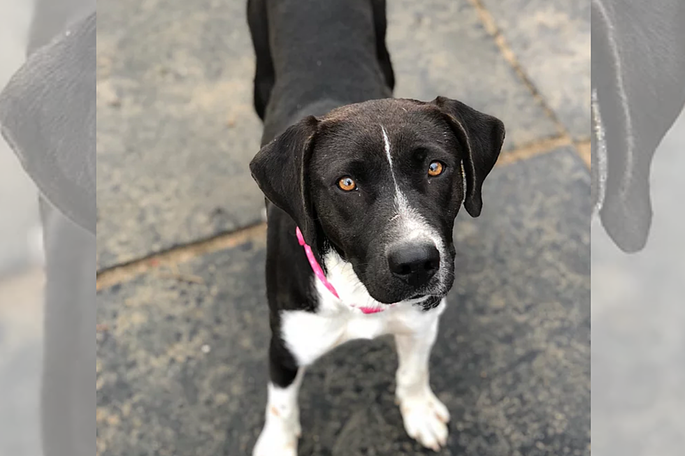 Meet Miranda, the Coonhound Mix [CAUSE FOR PAWS]