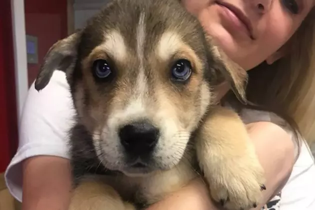 The Humane Society Has a Pile of Puppies Ready for Boops [PHOTOS]