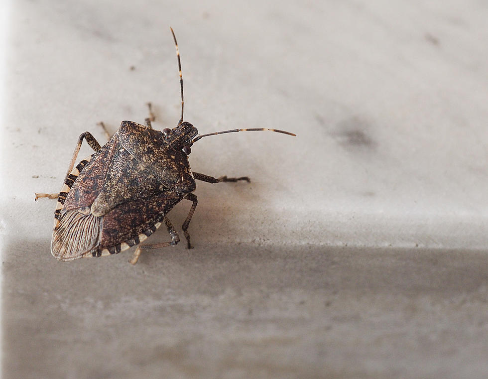 White Houses Are More Vulnerable for Stink Bugs