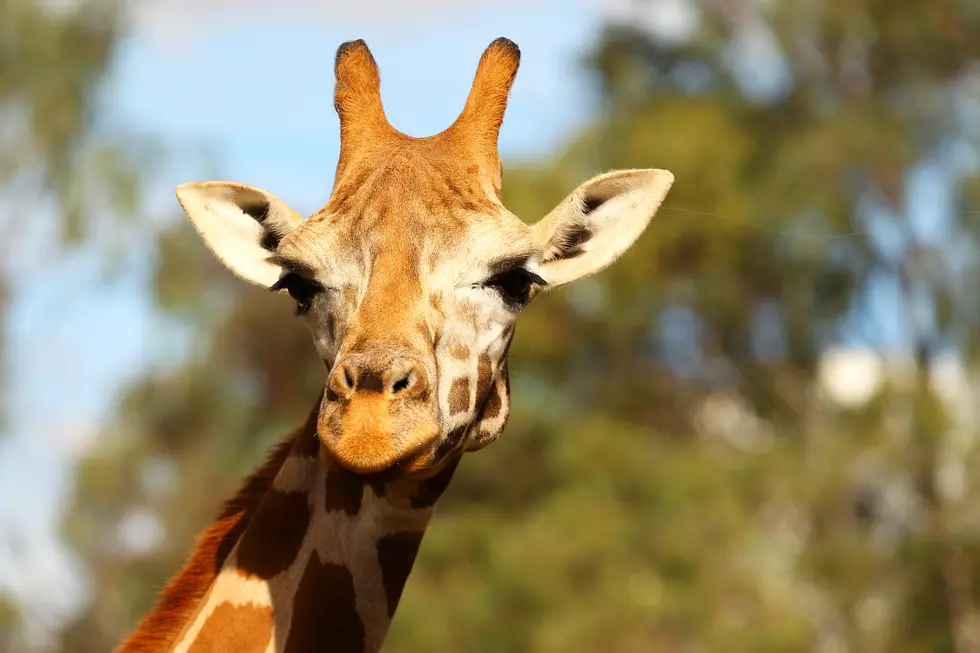 April the Giraffe Just Gave Birth to Her Fifth Baby [VIDEO]