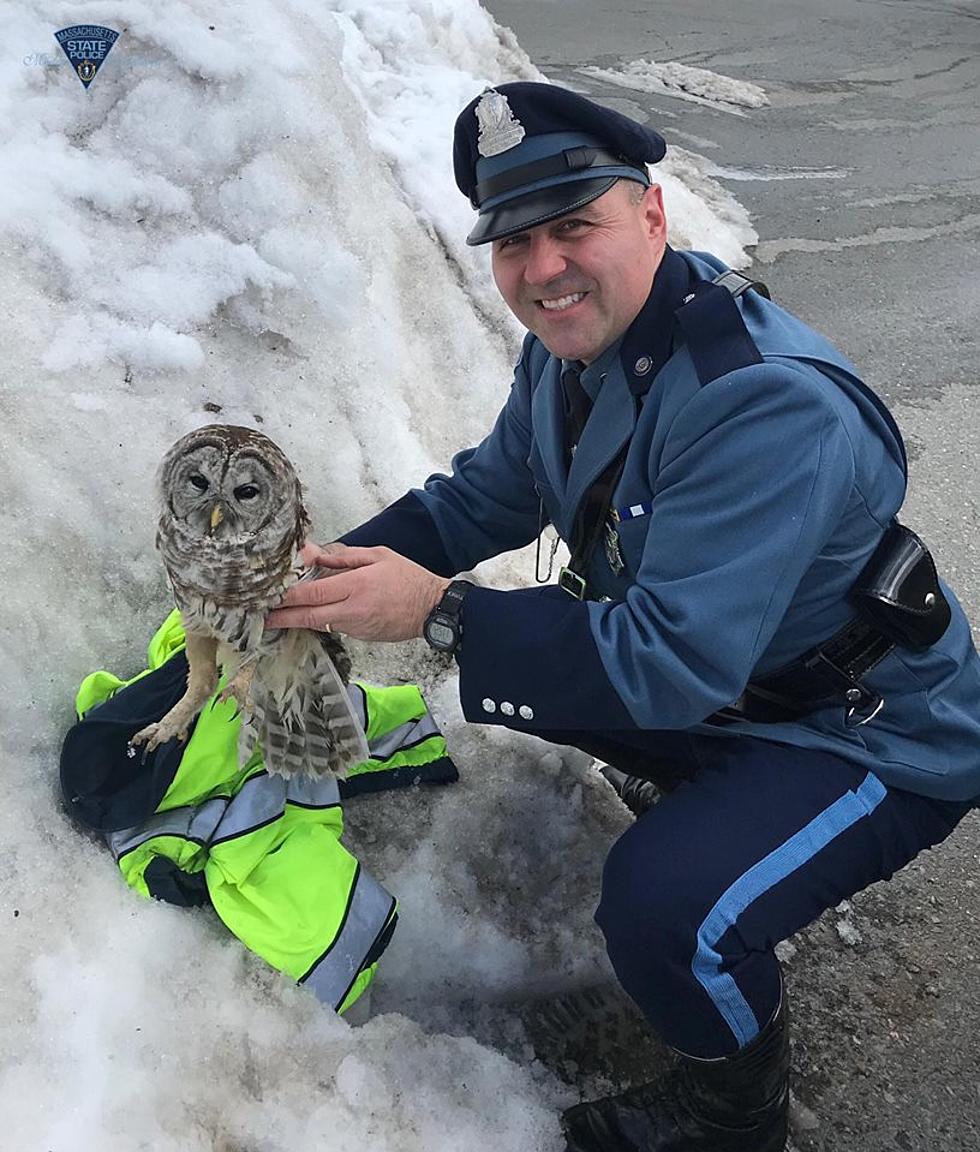 Massachusetts State Trooper Rescues Stranded Owl [PHOTOS]