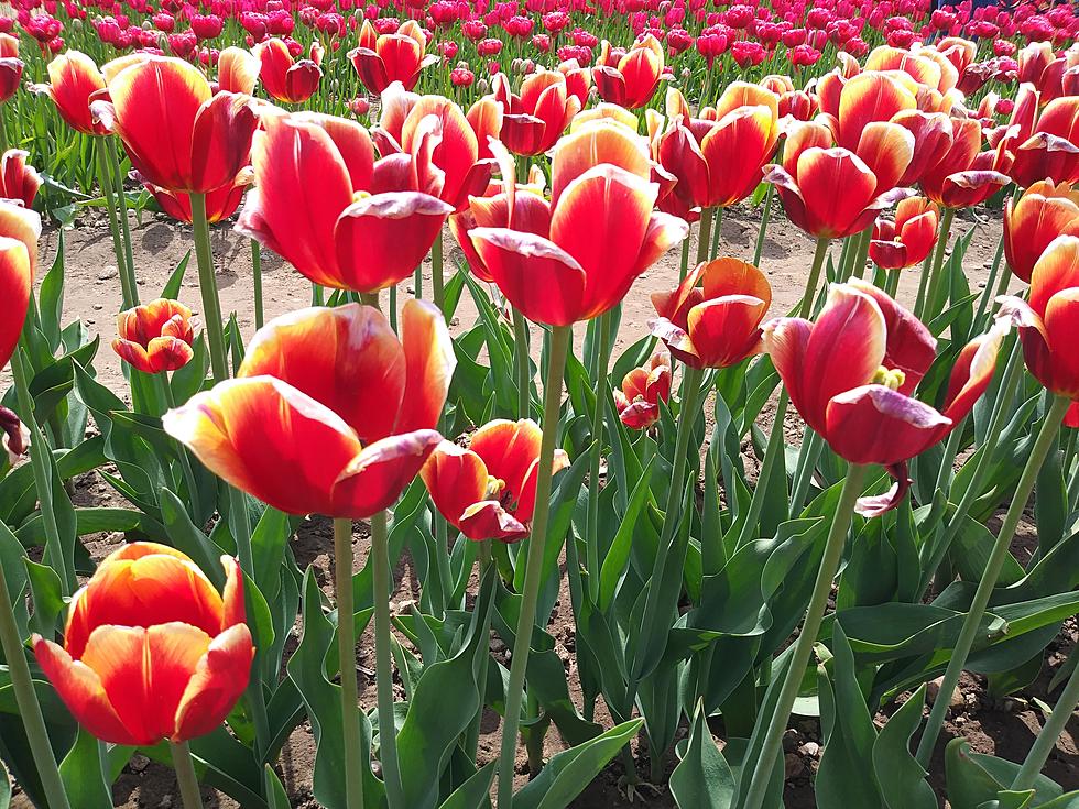 Wicked Tulips Returns to Rhode Island This May