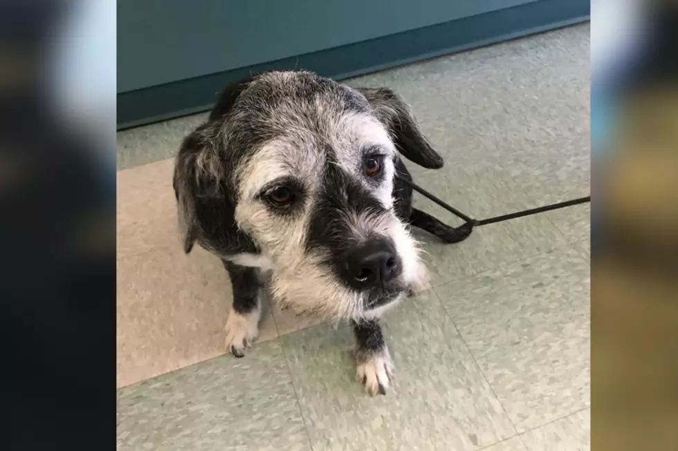 Dartmouth ACO Looking for Info on Abandoned Dog on Horseneck Road