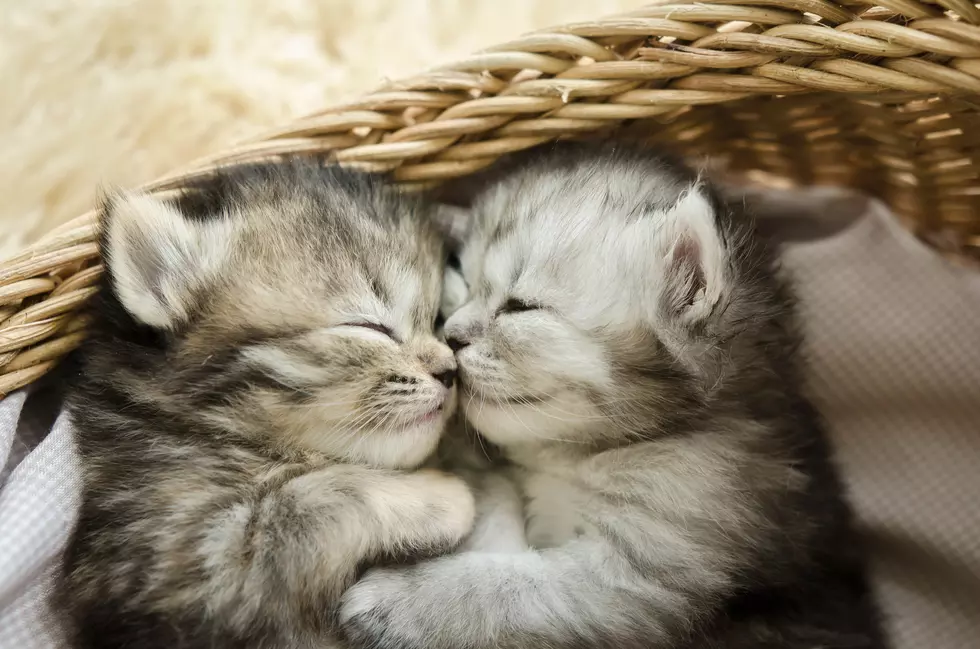 As if We Need a Reason to Cuddle With Lil Kitties