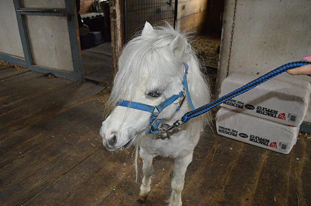 Mini Horse in Need of a Forever Home