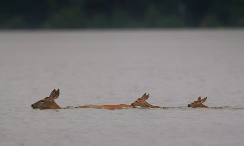 Deer Spotted Swimming in Deep Ocean