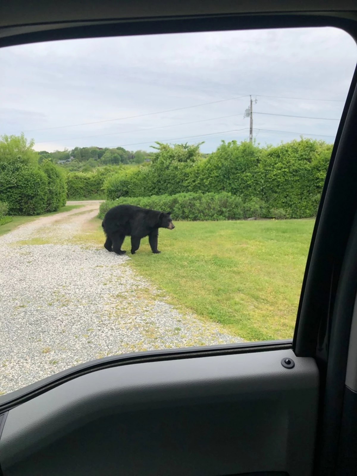 More Bear Sightings in Rhode Island