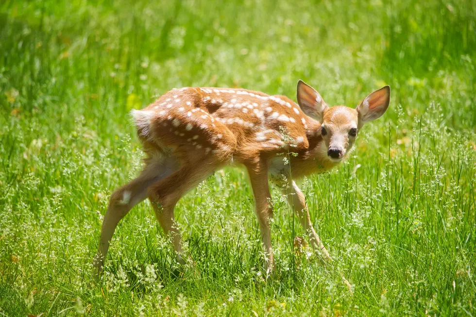 What to Do If You Find an Abandoned Baby Deer This Spring