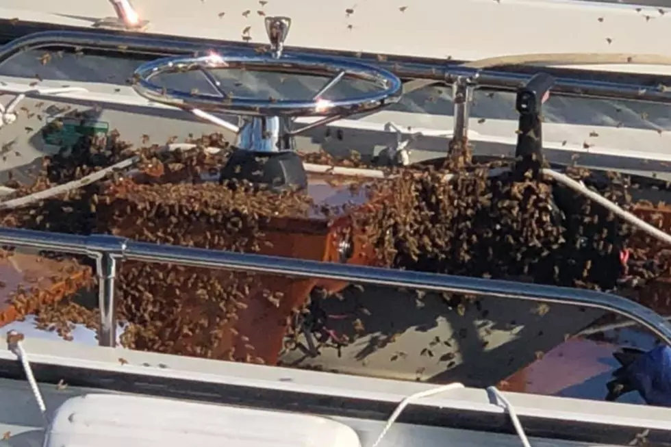 Bees Make Themselves at Home on a Marion Boat [VIDEO]