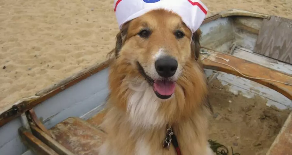 Bailey the Dog (and His Hat) Had More Fun Last Summer Than I Did