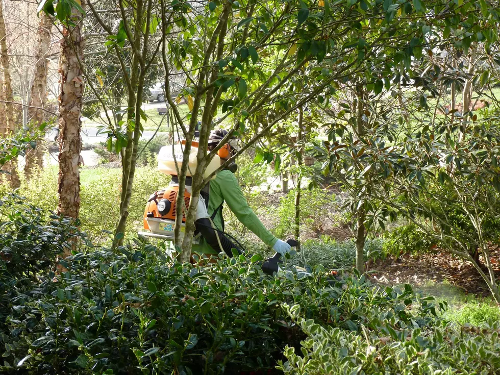 Crushed by Mosquitoes? Ask These Three Questions Before Hiring Mosquito Control