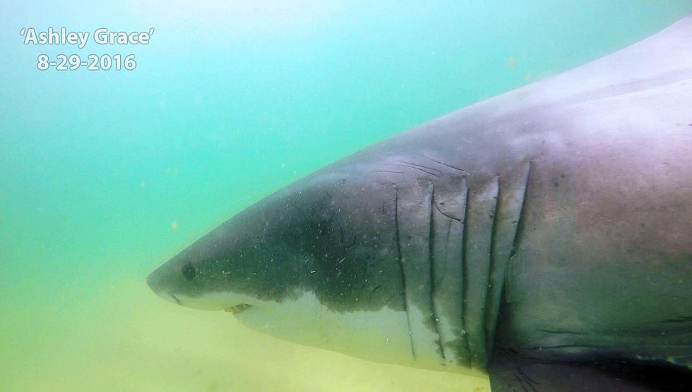 Shark Season is Underway on the Cape