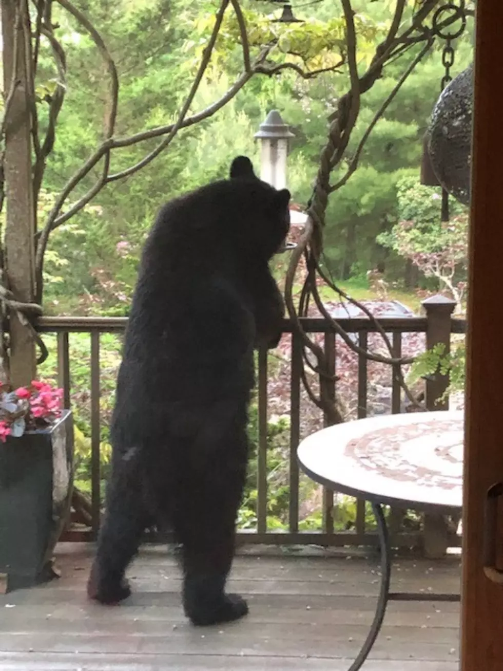 bear at feeder