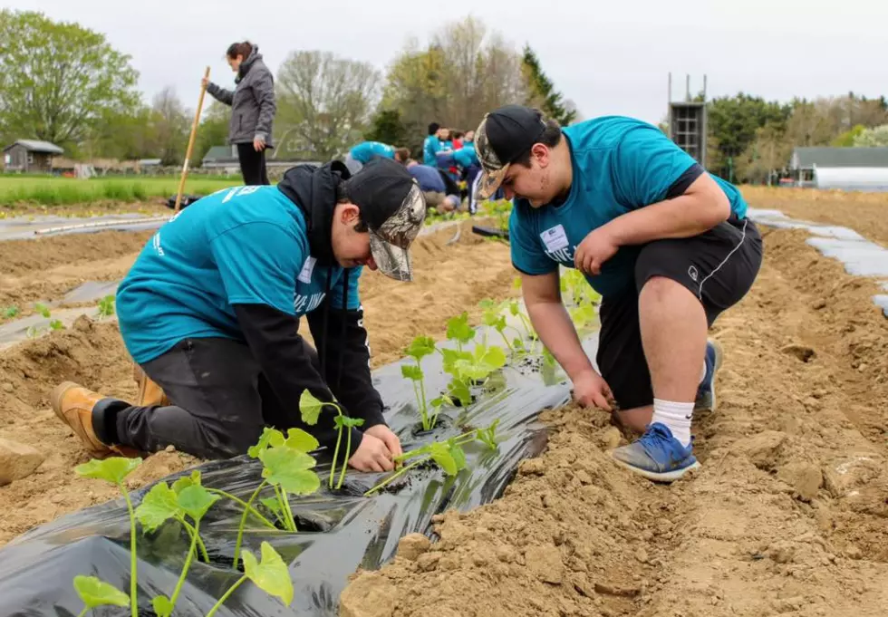 Volunteer with Sharing the Harvest Community Farm
