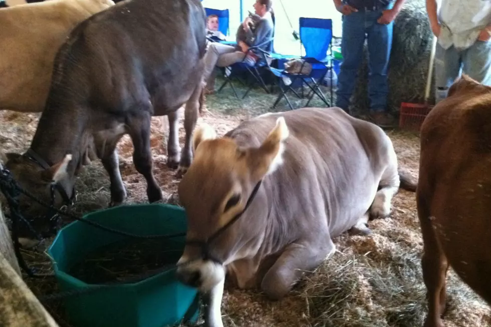 Is It Too Hot for Animals at the Westport Fair This Year?