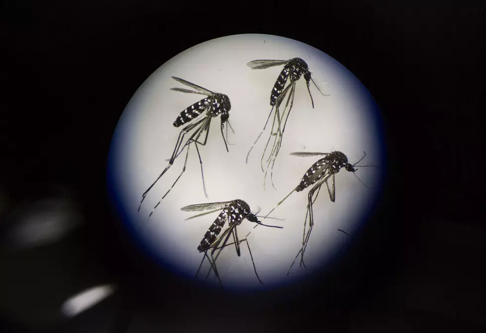 EEE Mosquitos Found in Mattapoisett