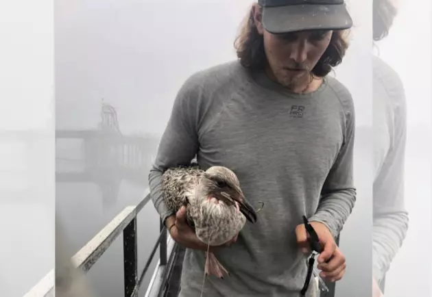New Bedford Men Rescue Hooked Seagull from Netting [VIDEO]