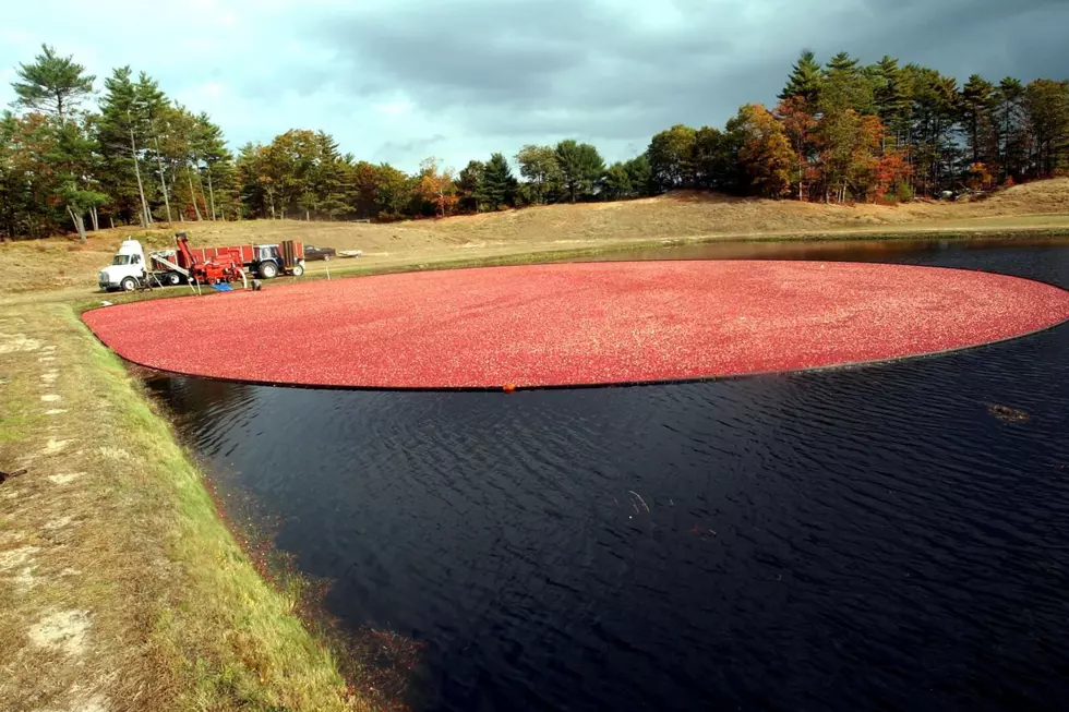 Rochester Bog Creates Cancer Awareness Through Cranberries