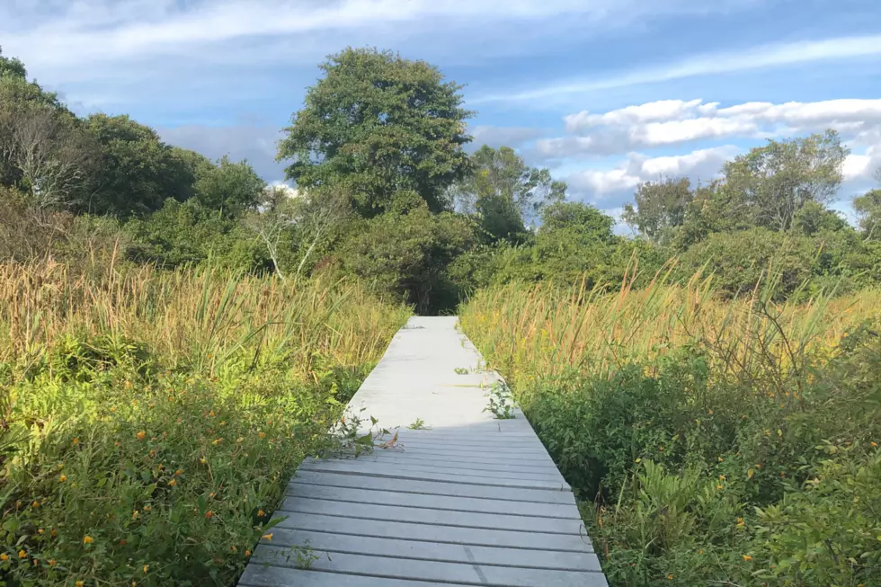 Exploring Westport's Hidden Gem Trail