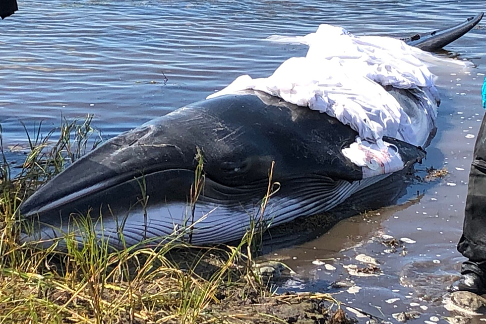 Witnessing a Whale's Death [VIDEO]