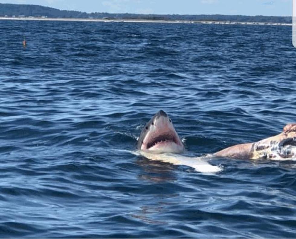 Great White Shark Eating Whale off Duxbury Beach Leads to Swimming Ban