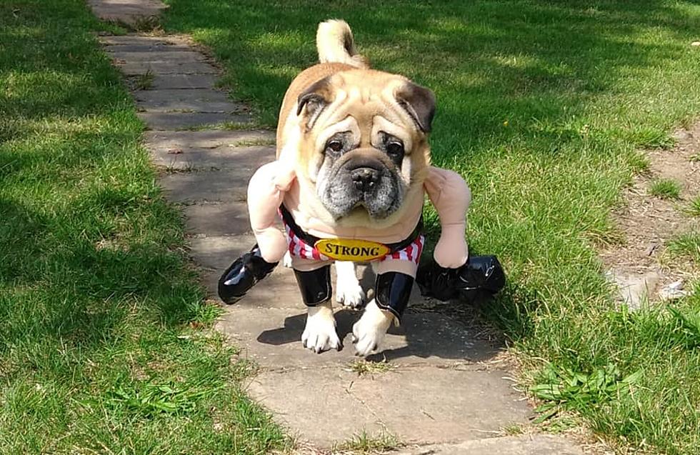 Pet Costumes Are the Best Part of Halloween [PHOTOS]