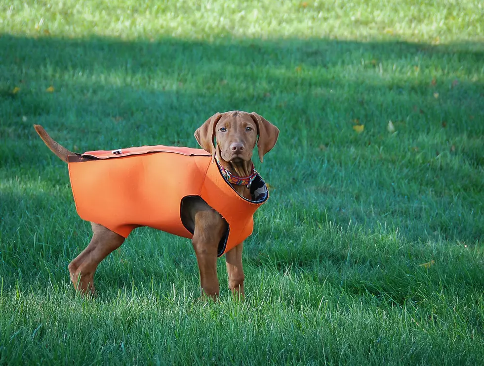 Protect Your Pets in the Woods This Hunting Season
