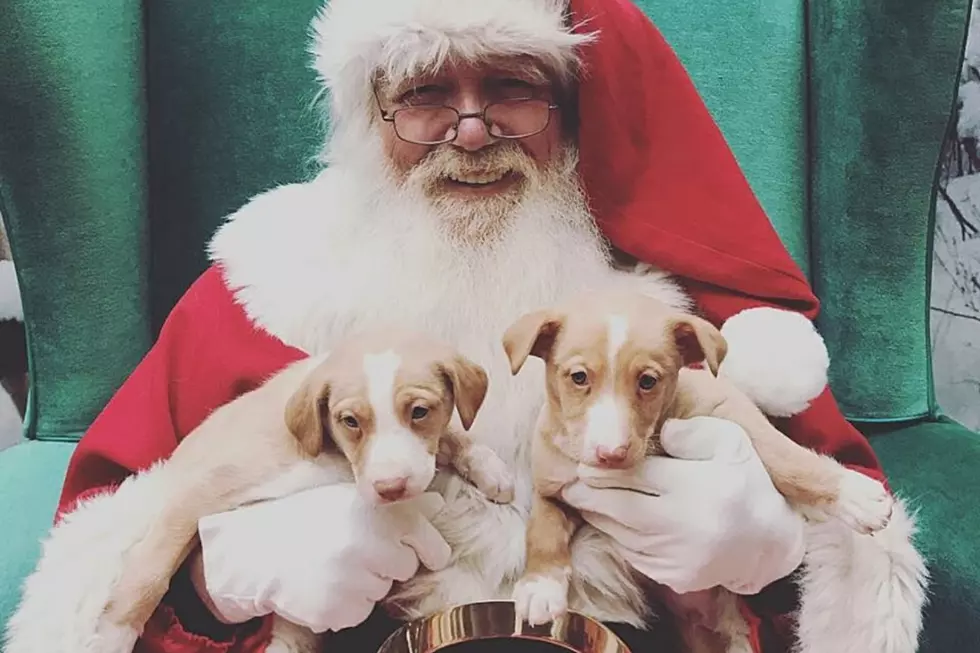 Family Pet Photos with Santa at the Dartmouth Mall