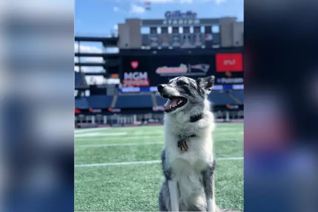 Did You Know the Patriots Have a Team Dog?