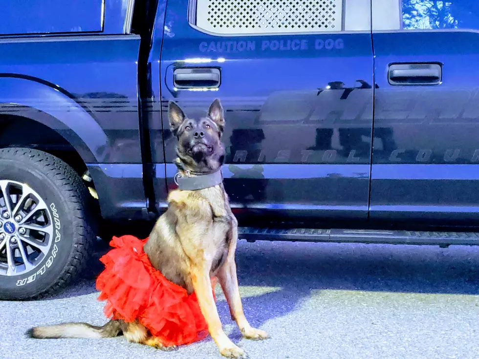 Bristol County Sheriff K-9 Accepts Red Tutu Challenge