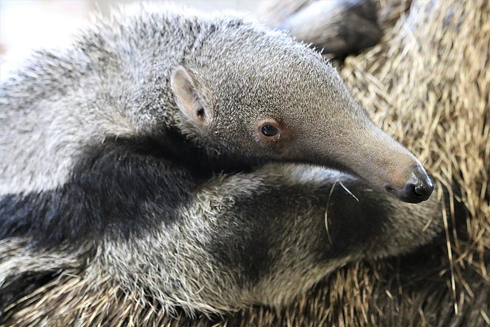 Baby Anteater Gender Reveal at Roger Williams Park Zoo