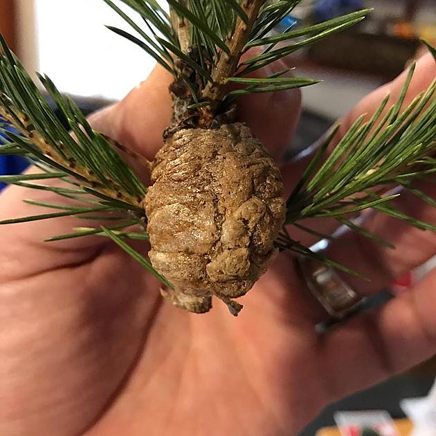 That May Not Be a Pine Cone on Your Christmas Tree