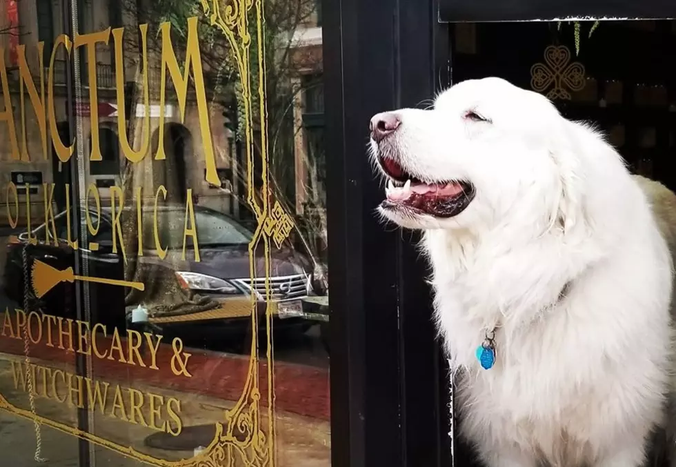 Downtown New Bedford&#8217;s Favorite Dog Passes Away