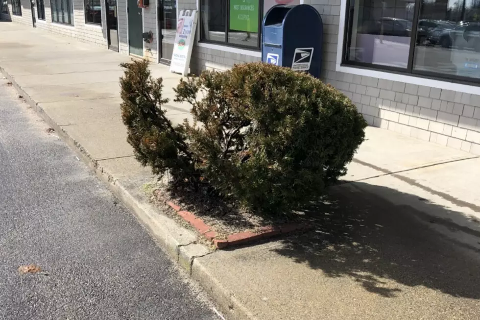 This Mysterious Bush Left Me Speechless