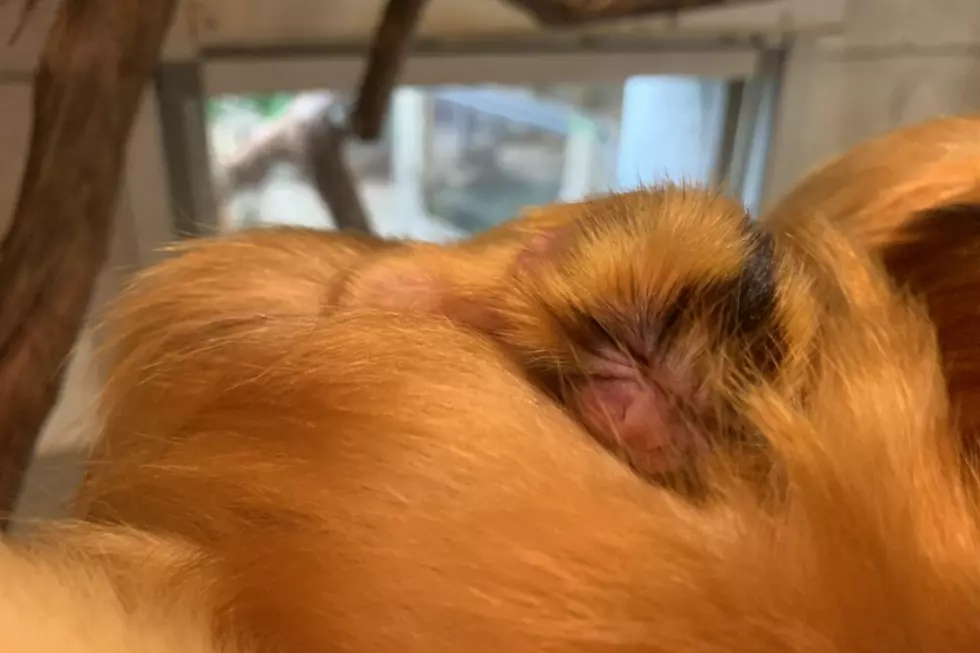 Baby Golden Lion Tamarin Born at Roger Williams Park Zoo