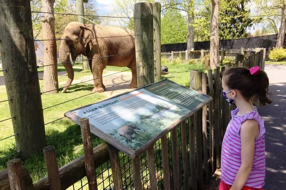 Buttonwood Park Zoo to Reopen in June