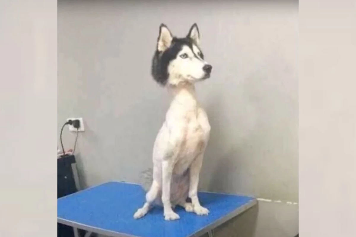 When You Think You Can Be a Dog Groomer and You're Wrong