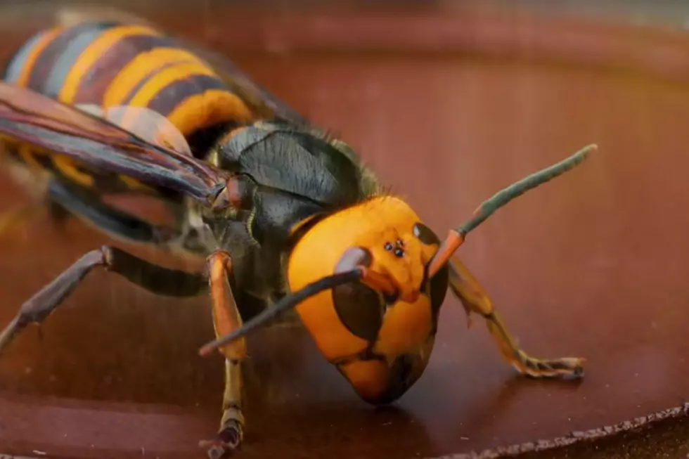 What to Do If the ‘Murder Hornets’ Reach the SouthCoast