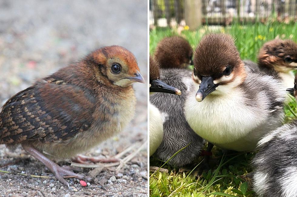 Two Endangered Species Born at Buttonwood Park Zoo [PHOTOS]