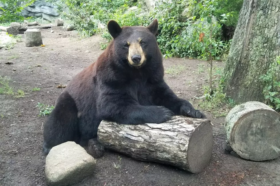 Ursula the Bear Passes Away at Buttonwood Park Zoo