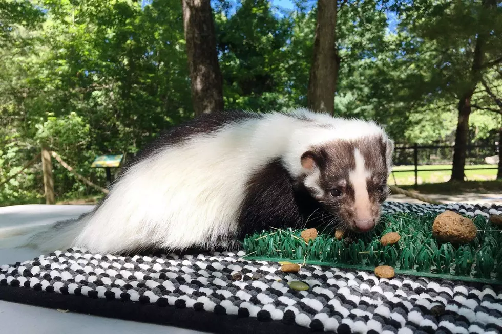 This Adorable Zoo Experience Will Not Stink