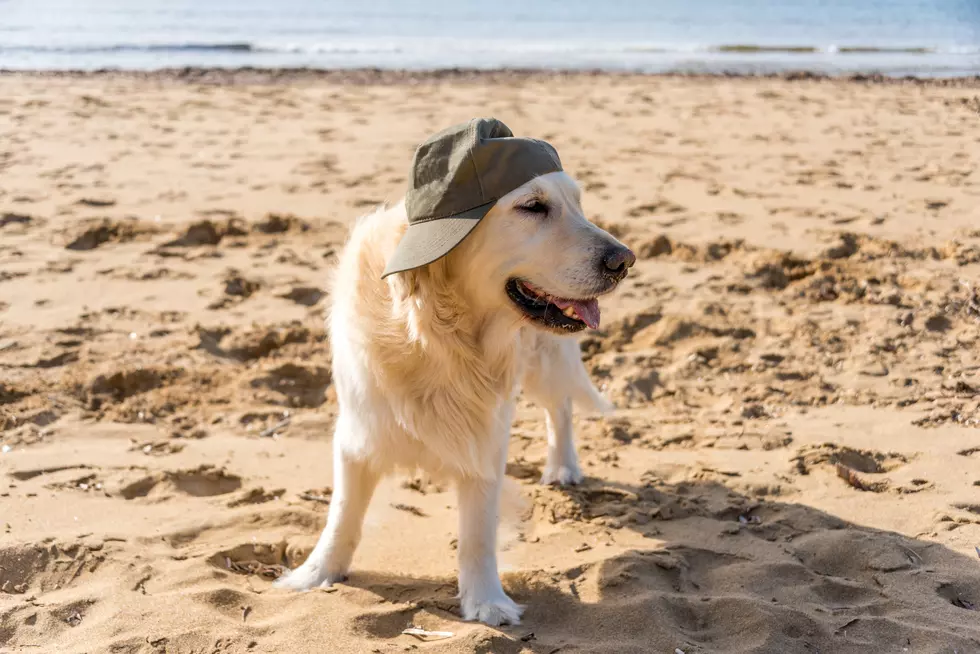 Keep Your Pup Cool at the Beach During the Dog Days of Summer