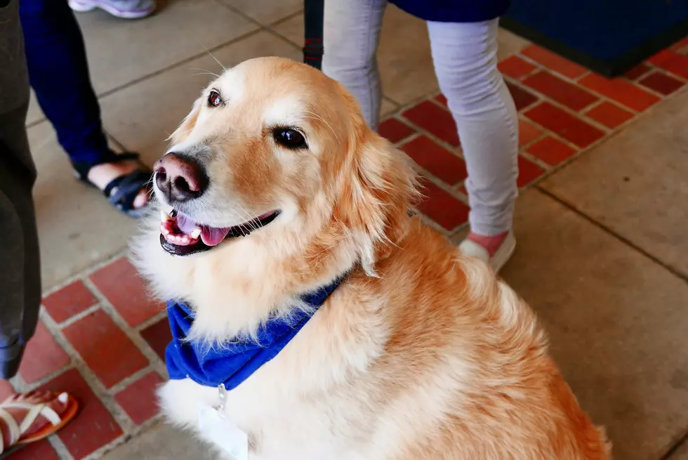 You May Be Disappointed, But Your Dog Is Probably Relieved