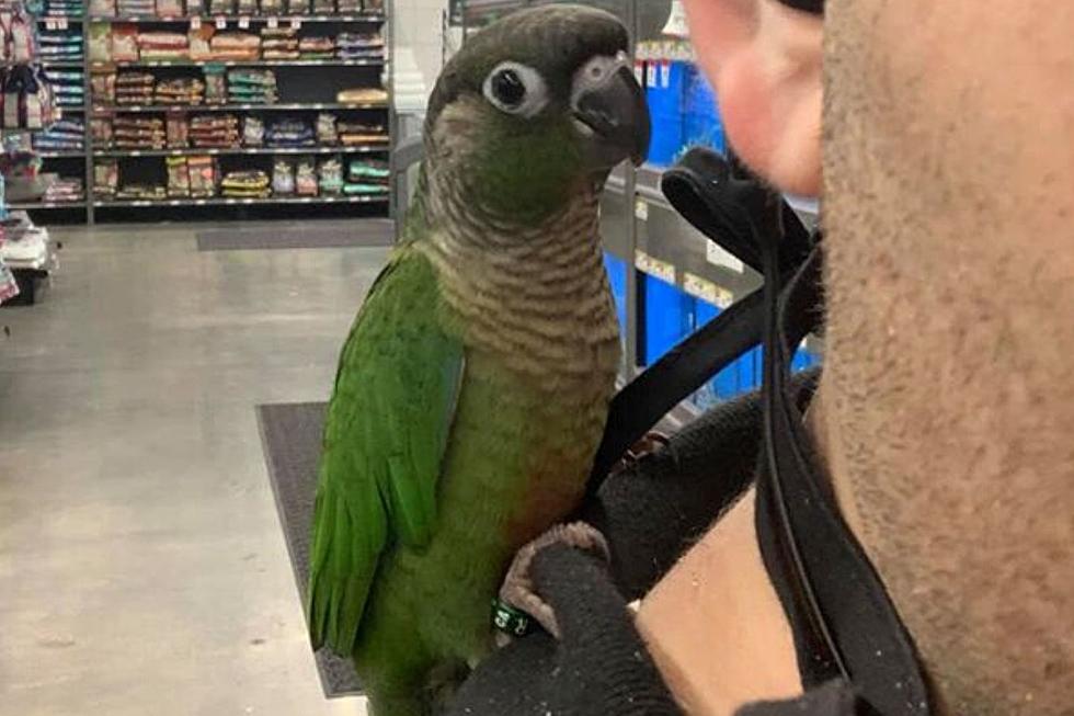 Fairhaven Pet Store Cries Fowl as Expensive Bird Goes Missing