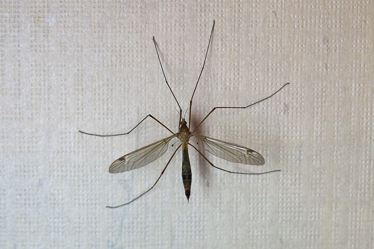 mosquito hawk, mosquito, crane fly, skeeter eater, giant mosquito, entomolo...